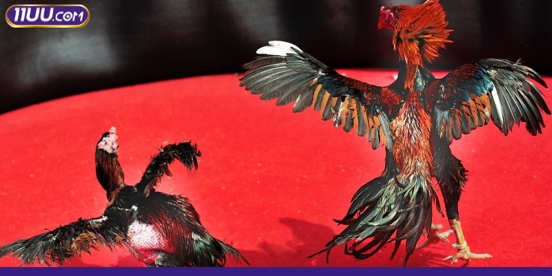 Các mẹo soi kèo thông minh