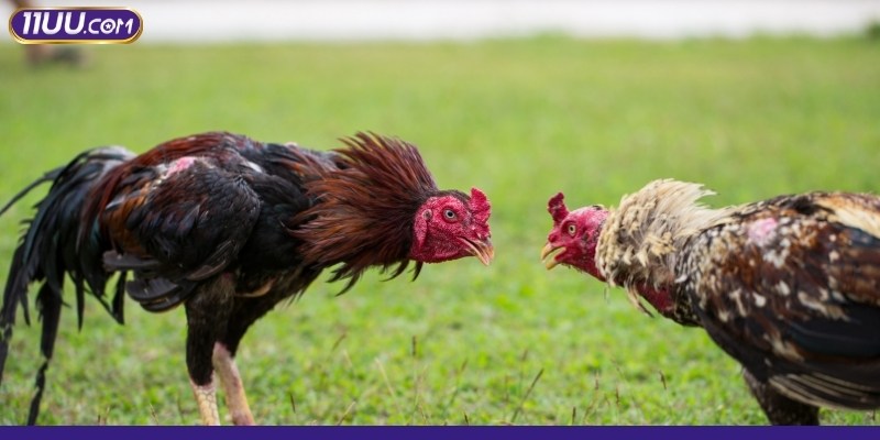 Cập nhật các loại hình hấp dẫn nhất