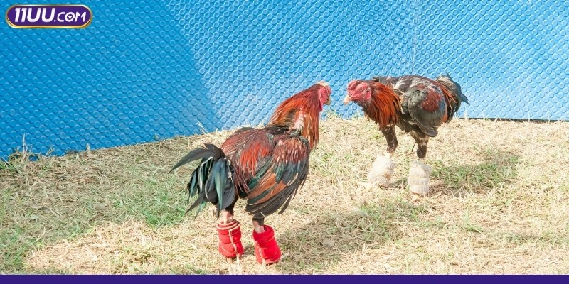 Chọi gà cựa sắt kịch tính