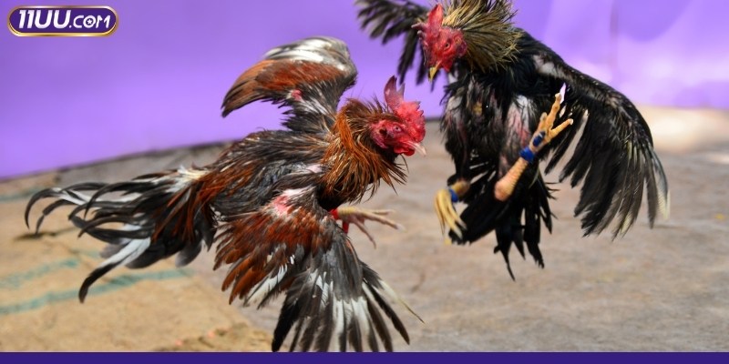 Đá gà 11UU là chuyên mục vui chơi hấp dẫn