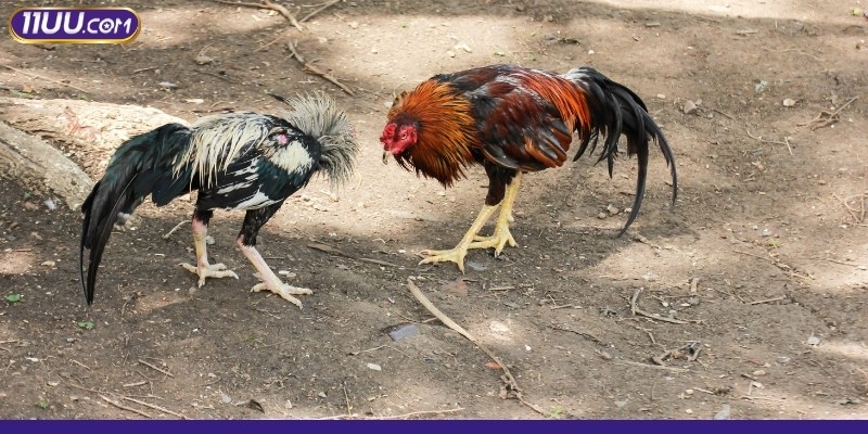 Đá gà cựa sắt online