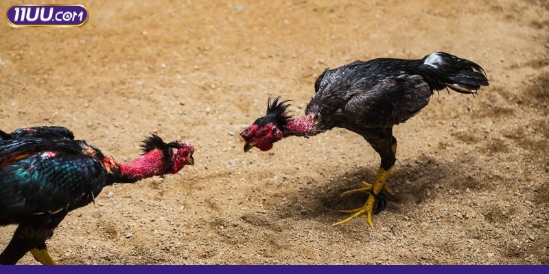 Đá gà trực tiếp Campuchia siêu hot