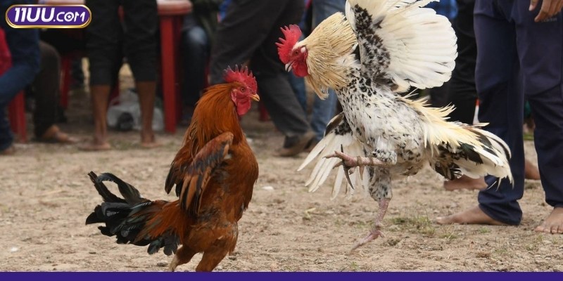 Soi kèo chiến kê, nắm chắc phần thắng