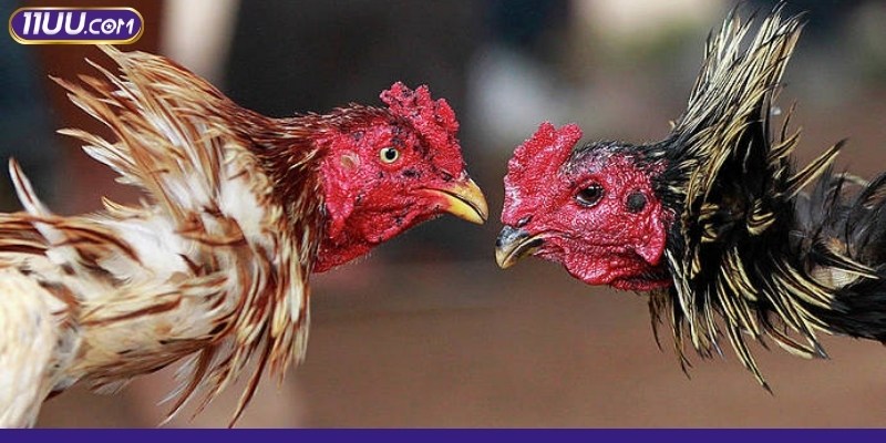 Trải nghiệm cá cược an toàn